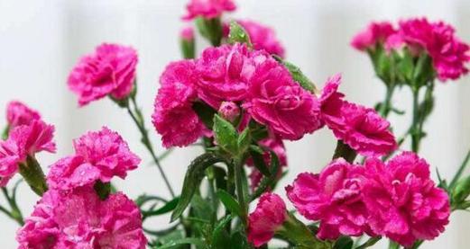 康乃馨四季开花吗（有关康乃馨开花时间）