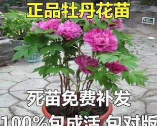 牡丹花种子怎么育苗（牡丹花的栽培技术与管理）