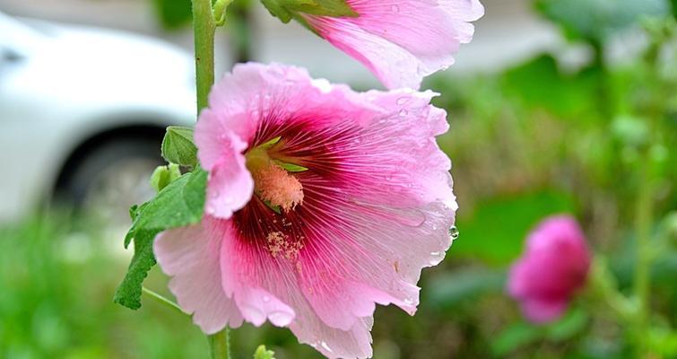 蜀葵花耐寒吗（蜀葵花的寓意和花语）