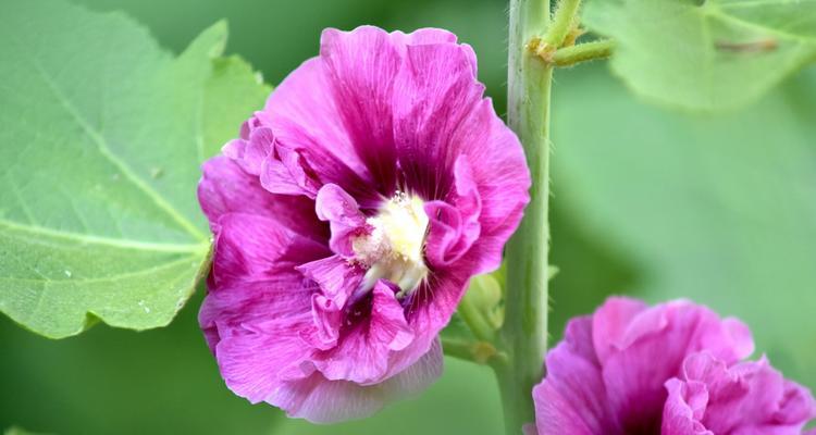 蜀葵花耐寒吗（蜀葵花的寓意和花语）