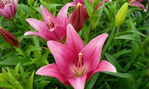 百合花的种类有哪些（百合品种大全图解）