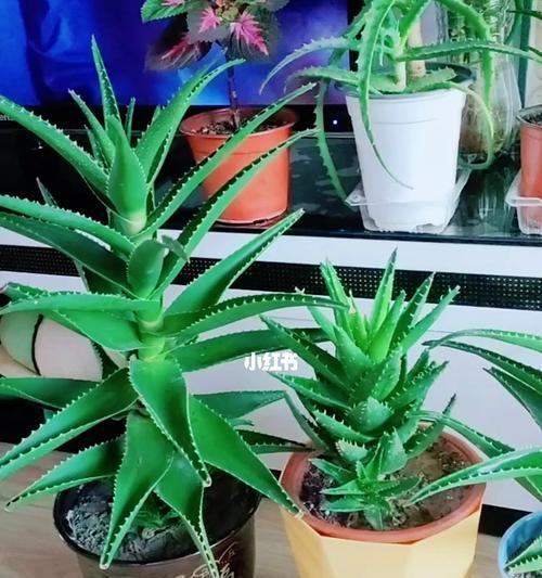 芦荟怎样栽培管理（芦荟的种植方法与技巧）