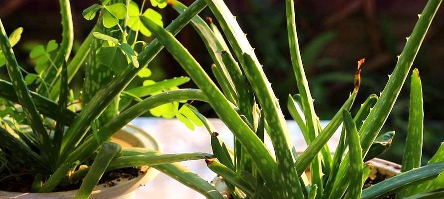 芦荟怎样栽培管理（芦荟的种植方法与技巧）