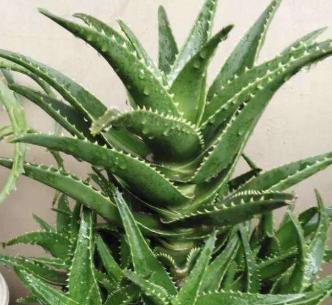 芦荟怎样栽培管理（芦荟的种植方法与技巧）
