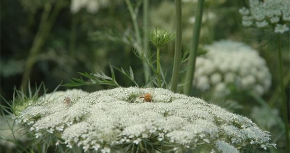 红萝卜什么时候种植（红萝卜种植方法和时间）