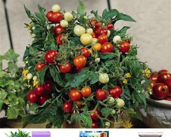 西红柿怎样栽培和管理（西红柿的种植方法步骤）
