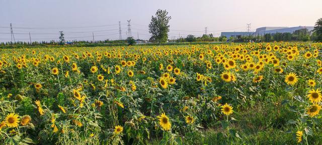 怎么种植向日葵高产（向日葵高产栽培技术）