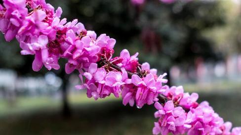 紫荆花怎么种植（紫荆花种植方法与技巧）