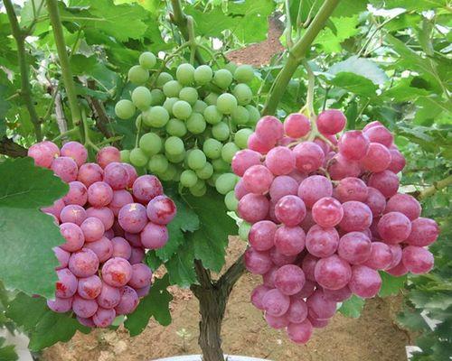 盆栽葡萄种植技术与管理（打造居家果园）