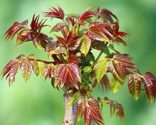 芽菜怎么种植（芽苗菜种植技术与管理）