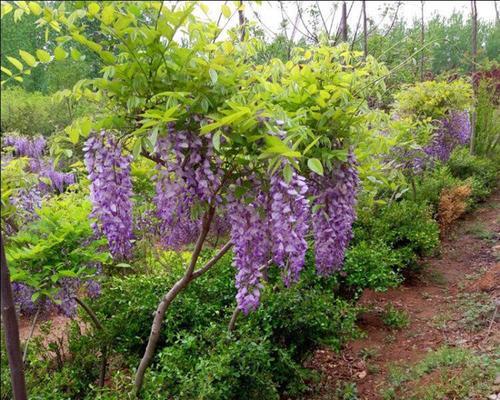 紫藤花种子怎么种（紫藤种子种植注意事项）