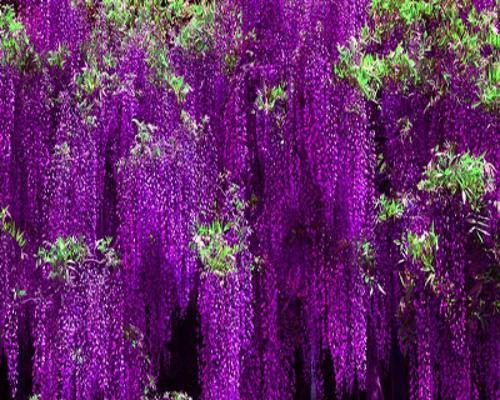 紫藤花种子怎么种（紫藤种子种植注意事项）