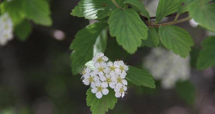 麻叶绣线菊的花语与美丽传说（探寻麻叶绣线菊所蕴含的深刻寓意）