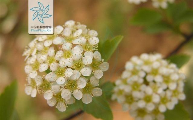 麻叶绣线菊的花语与美丽传说（探寻麻叶绣线菊所蕴含的深刻寓意）