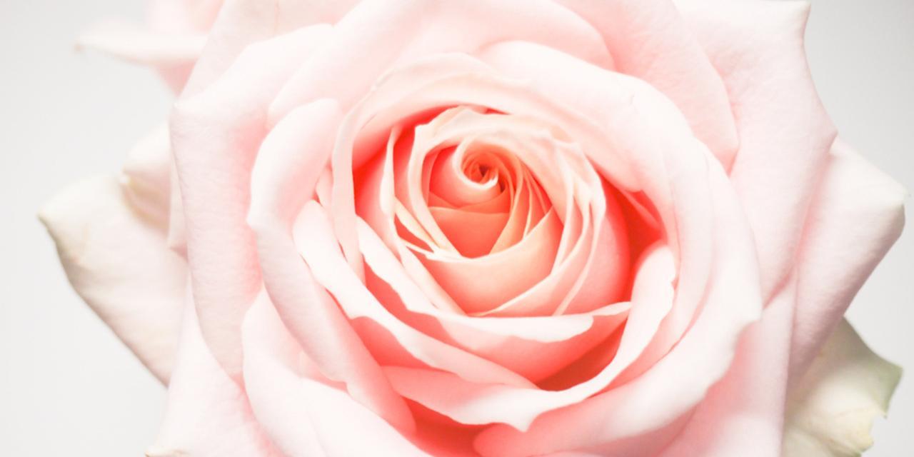 玫瑰花的花期及其意义（迷人花期背后的花语与象征）