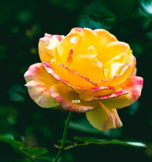 探寻玫瑰花的品种与含义（品味不同玫瑰花的芬芳与寓意）