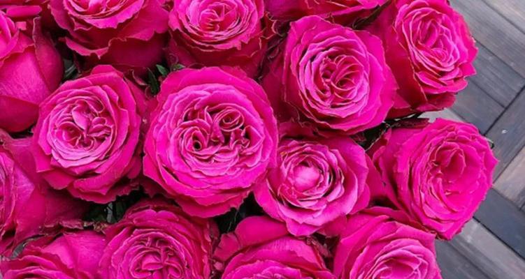 玫瑰花的花语和寓意（探索玫瑰花的丰富花语和深刻寓意）