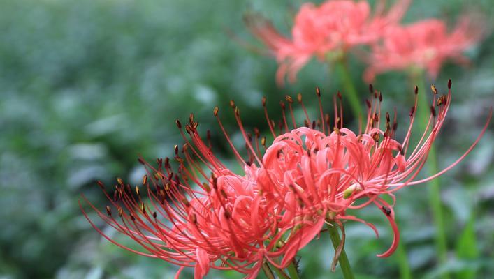 玫瑰石蒜的花语（花开花谢）