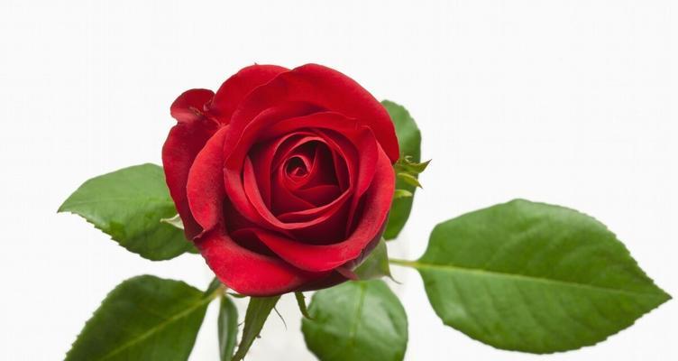 玫瑰的寓意与意义（探索西方文化中玫瑰的象征和内涵）