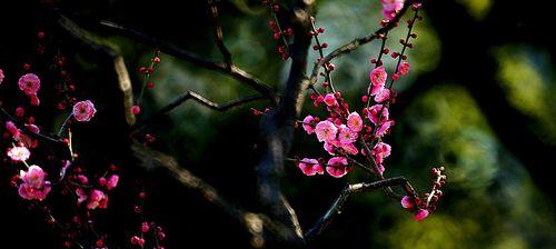 梅花的花语与意义（传递坚韧与希望的梅花之语）