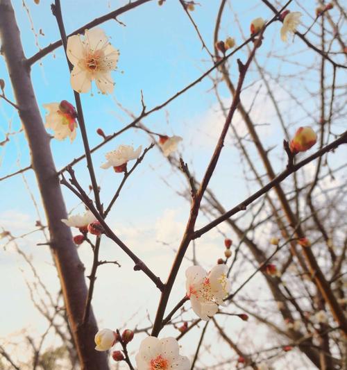 梅花的花语与意义（传递坚韧与希望的梅花之语）