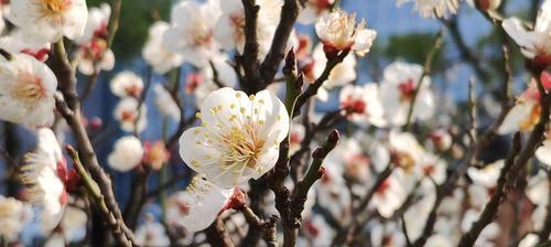 梅花之美（以梅花为寓意的生命态度与奋斗精神）