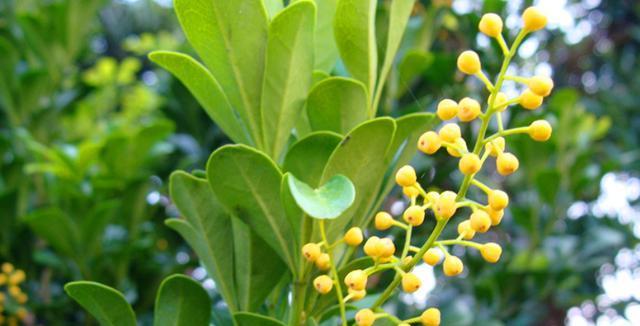 米兰花语的深意（米兰花语的象征意义与文化底蕴）