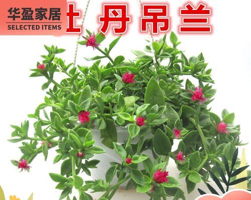 牡丹吊兰的花语与寓意（美丽的牡丹吊兰）