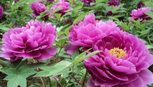 牡丹花（揭开牡丹花花语和寓意的面纱）