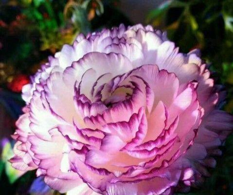 牡丹之美（绚丽多彩的牡丹花语引领幸福生活）