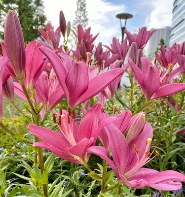 以木百合的花语传递爱与美（木百合花语解析）