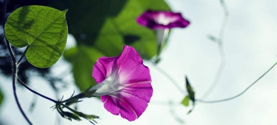 牵牛花花语（探秘牵牛花的神奇语言及传统意义）