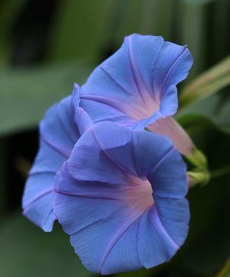 牵牛花象征着什么样的人（探究牵牛花的花语与人格特点）