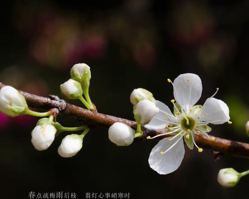 青梅花语的美丽与深意（青梅花——永恒和坚韧的象征）