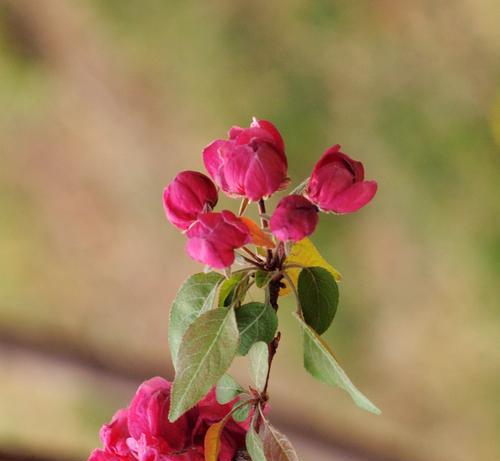 日本海棠花花语（繁花似锦）