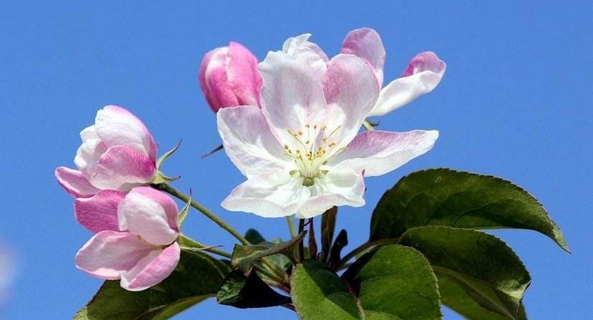 日本海棠花花语（繁花似锦）