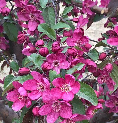 日本海棠花花语（繁花似锦）