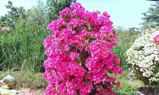 三角梅——花开花落，情感绽放（三角梅的花语与含义）