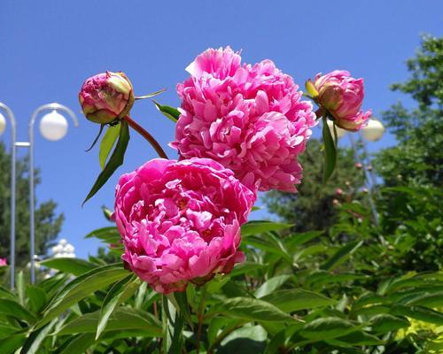 芍药花的家居寓意（芍药花）