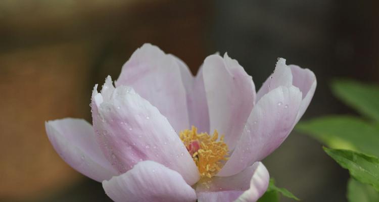 芍药花的养殖方法（掌握芍药花的养殖技巧）