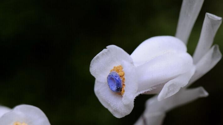 水晶兰花（探索水晶兰花的花语与文化内涵）