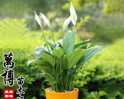 水培红掌花语（红掌花的美丽语言和温柔故事）