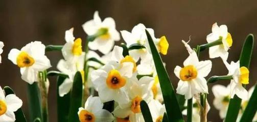 水仙花在日本的花语（水仙花的传统象征与文化意义）