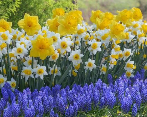 水仙花在日本的花语（水仙花的传统象征与文化意义）