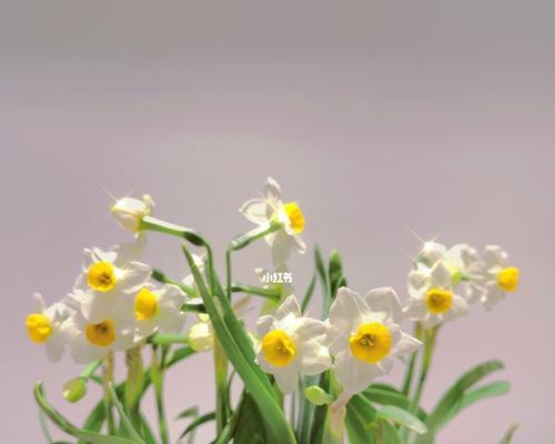 水仙花开的寓意与象征（美丽的花朵在春天中绽放）