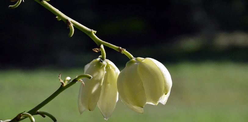 丝兰花的花语及其象征意义（探究丝兰花的花语及其传达的情感与寓意）