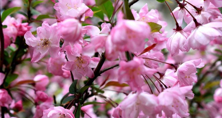 四季海棠的花语与生命之美（传递四季变化的美丽花朵）