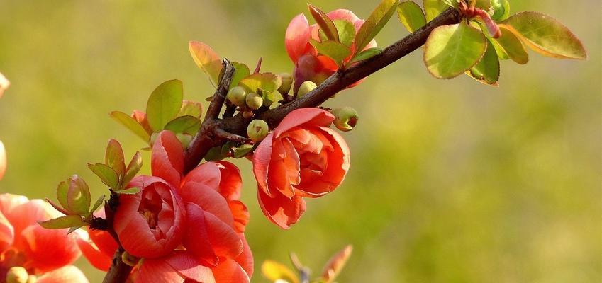 四季海棠的花语与生命之美（传递四季变化的美丽花朵）