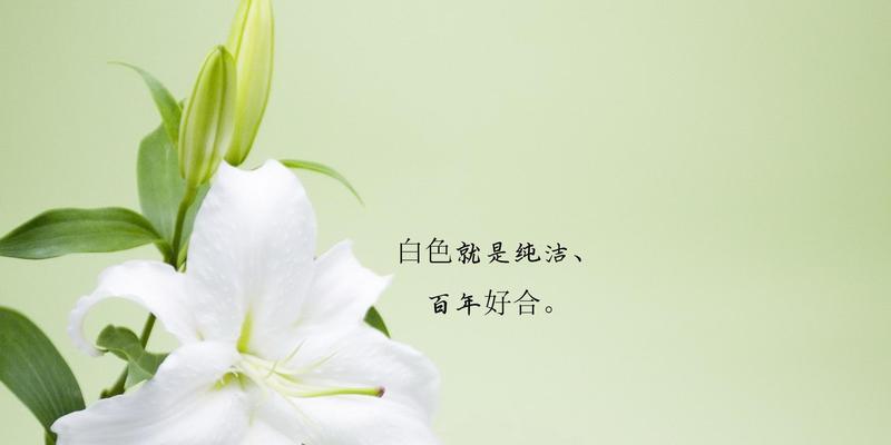 索尔邦百合花语——美丽、祝福与纯洁（借百合花语传递美好心愿）