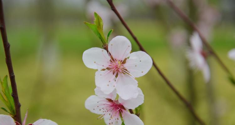 桃花开遍心间（桃花花语传情）